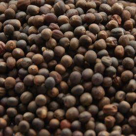 Organic Broccoli Powder