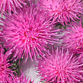 Organic Milk Thistle Seed