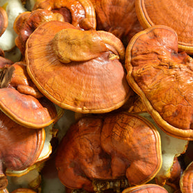 Organic Reishi Mushroom