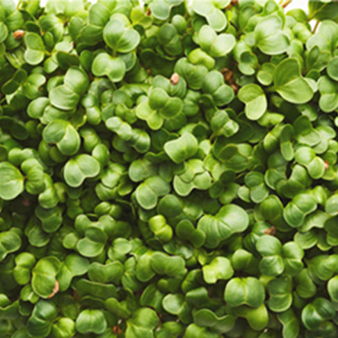 Organic Alfalfa Leaf