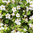 Organic Bacopa Extract