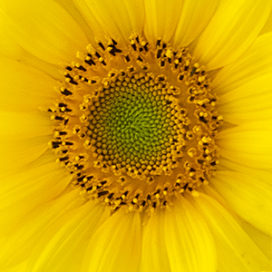 Sunflower Seed Oil