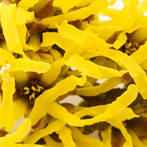 Witch Hazel