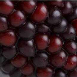Organic Purple Corn Maize